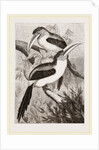 Curl-crested Aracaris by Anonymous