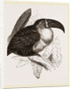 Towan at ioost first s'age by Anonymous