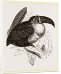 Towan at ioost first s'age by Anonymous
