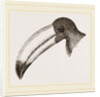 Head of Toucan by Anonymous