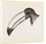 Head of Toucan by Anonymous