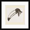 Head of Toucan by Anonymous