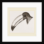 Head of Toucan by Anonymous