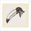 Head of Toucan by Anonymous