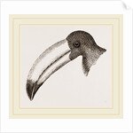 Head of Toucan by Anonymous