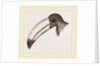 Head of Toucan by Anonymous