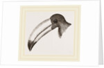 Head of Toucan by Anonymous