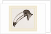 Head of Toucan by Anonymous