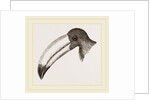 Head of Toucan by Anonymous