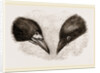 Heads of Rook and Crow by Anonymous