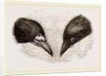 Heads of Rook and Crow by Anonymous