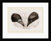 Heads of Rook and Crow by Anonymous