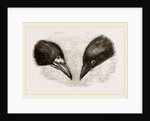 Heads of Rook and Crow by Anonymous