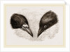 Heads of Rook and Crow by Anonymous