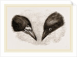 Heads of Rook and Crow by Anonymous
