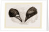 Heads of Rook and Crow by Anonymous