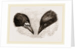 Heads of Rook and Crow by Anonymous