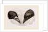 Heads of Rook and Crow by Anonymous