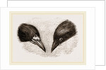 Heads of Rook and Crow by Anonymous