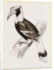 Concav Hornbill by Anonymous