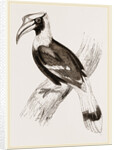 Concav Hornbill by Anonymous