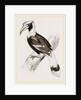 Concav Hornbill by Anonymous