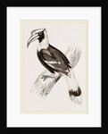 Concav Hornbill by Anonymous