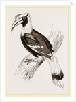 Concav Hornbill by Anonymous