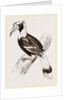 Concav Hornbill by Anonymous