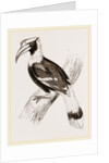 Concav Hornbill by Anonymous