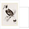 Concav Hornbill by Anonymous