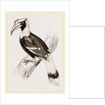 Concav Hornbill by Anonymous
