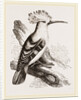 Hoopoe by Anonymous