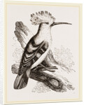 Hoopoe by Anonymous