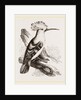 Hoopoe by Anonymous