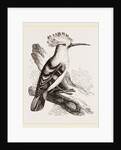 Hoopoe by Anonymous