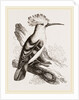 Hoopoe by Anonymous