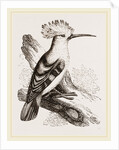 Hoopoe by Anonymous