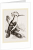 Hoopoe by Anonymous
