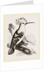 Hoopoe by Anonymous