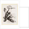 Hoopoe by Anonymous