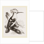 Hoopoe by Anonymous