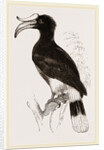 Rhinoceros Hornbill by Anonymous