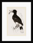 Rhinoceros Hornbill by Anonymous