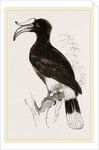 Rhinoceros Hornbill by Anonymous