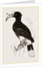 Rhinoceros Hornbill by Anonymous