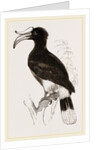 Rhinoceros Hornbill by Anonymous