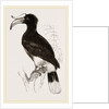 Rhinoceros Hornbill by Anonymous