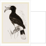 Rhinoceros Hornbill by Anonymous