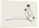 Head of Hoopoe by Anonymous